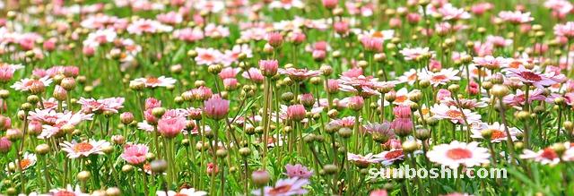 菊花的功效與作用-菊花泡水喝-菊花枸杞茶-白菊花-菊花和枸杞一起泡