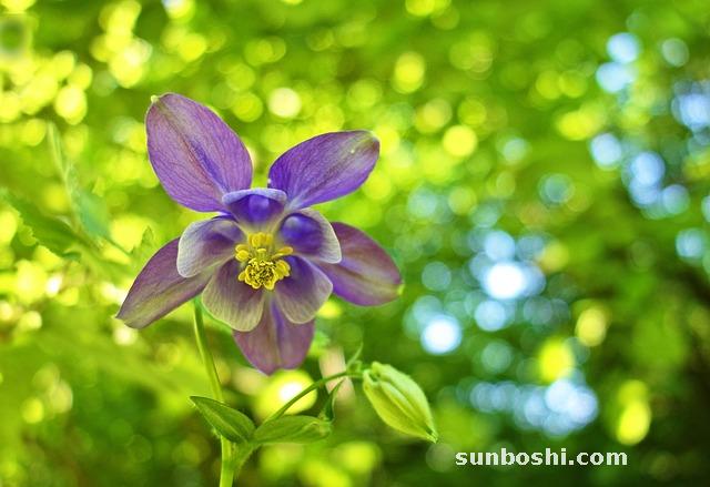 沉香手鏈的功效與作用及禁忌