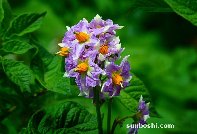龍葵的功效與作用-龍葵果-龍葵草-龍葵葉
