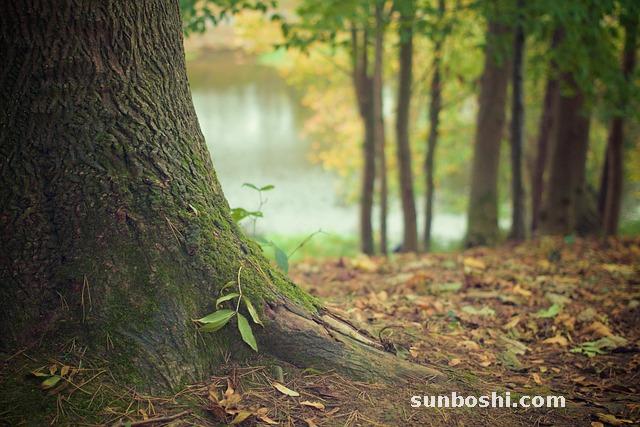 白茅根的功效與作用-鮮白茅根-中藥白茅根