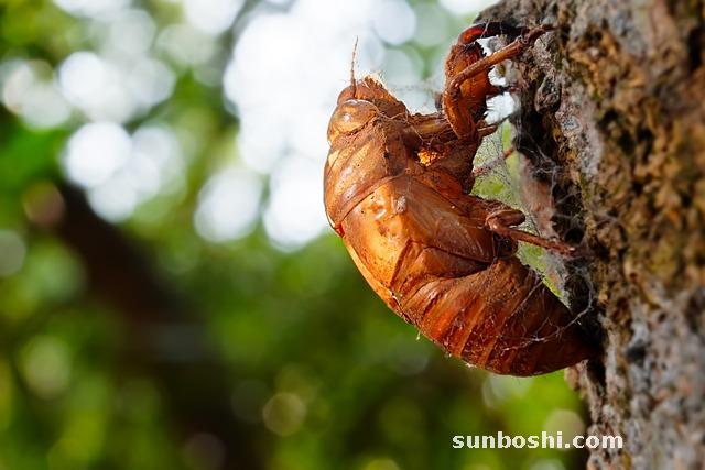 蟬蛻的功效與作用-中藥蟬蛻-蟬蛻薄荷-蟬蛻食用方法