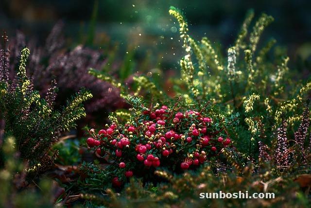 蔓越莓的功效與作用-蔓越莓干-蔓越莓片-蔓越莓膠囊-蔓越莓粉