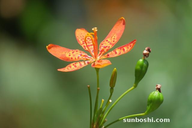 射干的功效與作用-中藥射干-川射干