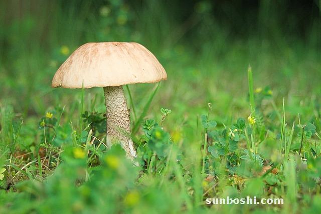 五倍子的功效與作用-五倍子蜂蜜-五倍子蜜-中藥五倍子