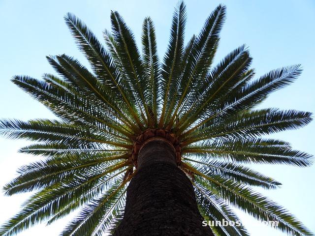 椰棗的功效與作用-黑椰棗-黃椰棗-伊朗椰棗