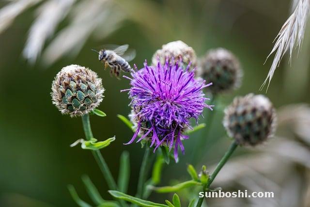 薏苡仁的功效與作用-炒薏苡仁-生薏苡仁-麩炒薏苡仁-薏苡仁湯