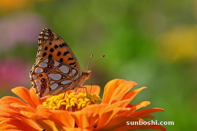 川貝的作用與功效-川貝雪梨-川貝粉-川貝母-中藥川貝