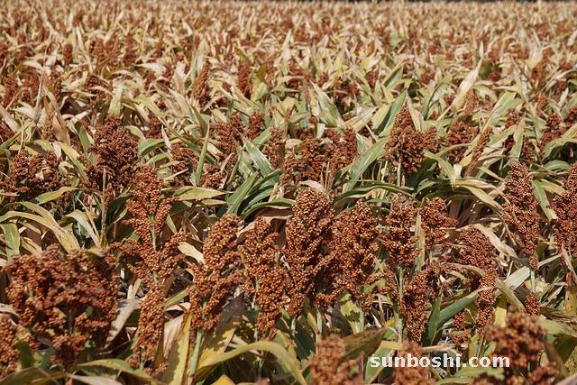 高粱米的功效與作用-紅高粱米-高粱米粥-炒高粱米-高粱米酒