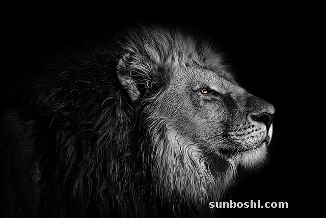 夢見白色的獅子-女人夢見白色獅子-夢見白色的獅子追我