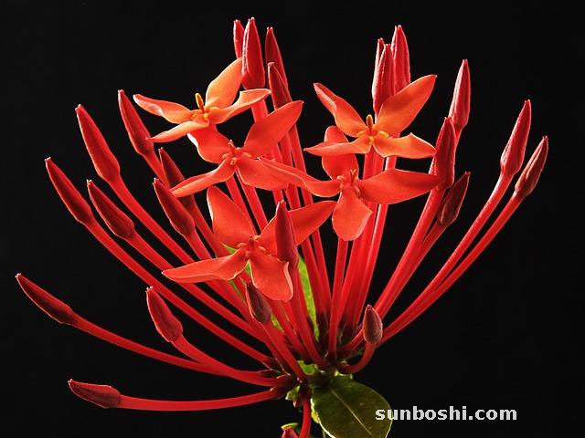 茜草的功效與作用-茜草根-中藥茜草-茜草炭