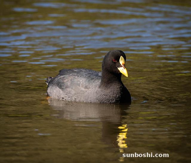 白芍的功效與作用-炒白芍-生白芍-中藥白芍-白芍藥