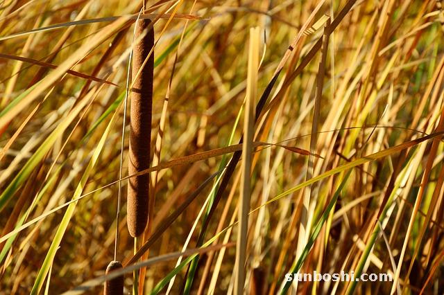 蘆根的功效與作用-鮮蘆根-中藥蘆根