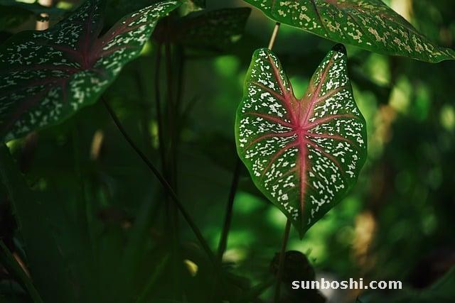 芋頭的功效與作用-毛芋頭-芋頭粥-野芋頭