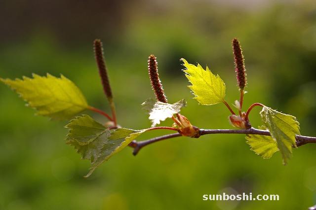 白鮮皮的功效與作用-中藥白鮮皮-白鮮皮點(diǎn)-白鮮皮白鮮皮