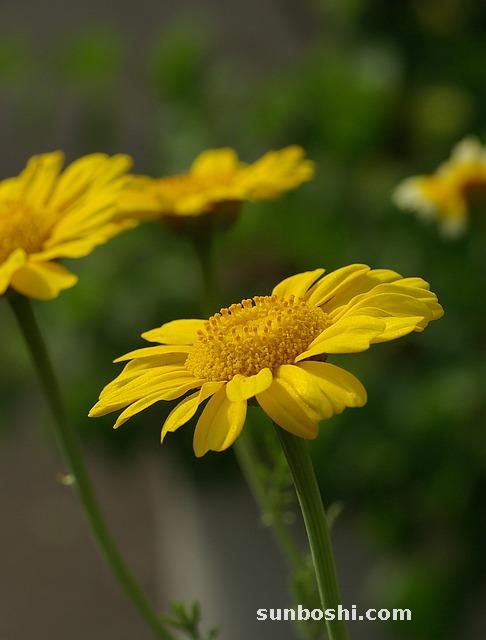 茼蒿的功效與作用-茼蒿菜-野茼蒿-吃茼蒿-山茼蒿