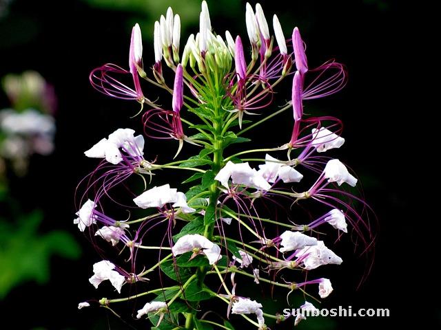 青蒿的功效與作用-青蒿素-中藥青蒿-青蒿泡腳