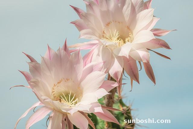 曇花的作用與功效-曇花泡酒-曇花葉-曇花藥用-曇花煲湯