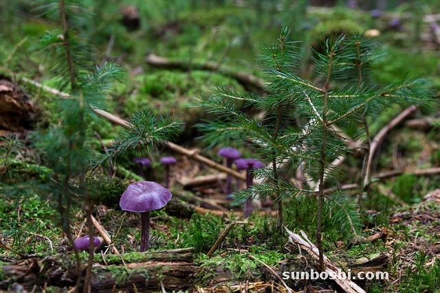 紫水晶的功效與作用-紫水晶洞-紫水晶球-紫水晶手鏈-紫水晶手鐲