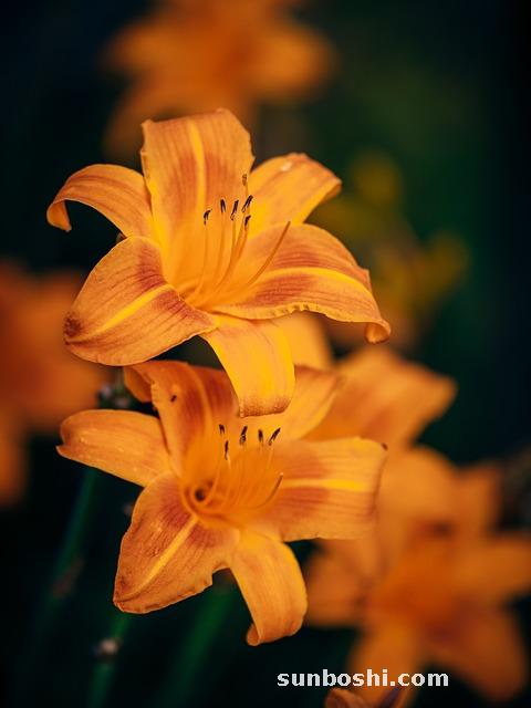 夢見仙人跳-夢見被仙人跳