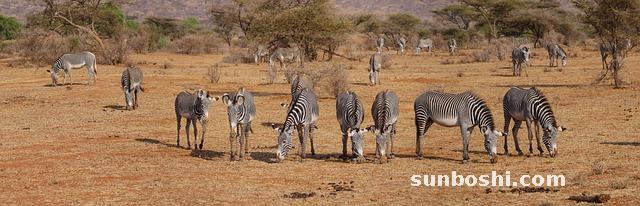 桑葉的功效與作用-桑葉茶-桑葉葉-霜桑葉