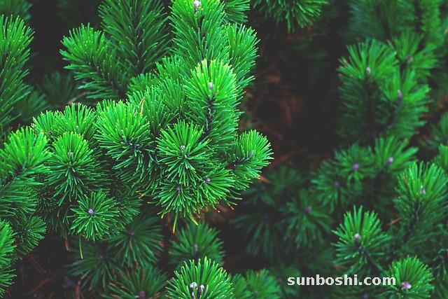 松針酵素的功效與作用及禁忌