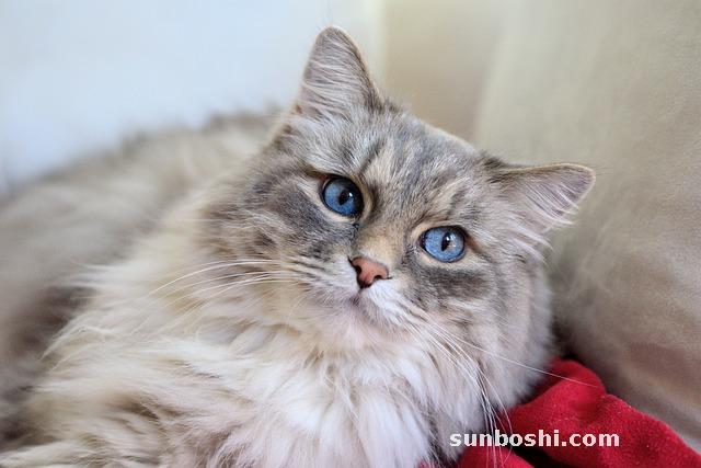 夢(mèng)見室友-夢(mèng)見大學(xué)室友-夢(mèng)見和室友吵架