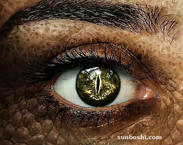 龍眼的功效與作用-干龍眼-龍眼干-龍眼核-龍眼葉