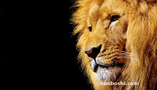 南非葉的功效與作用-南非葉葉-南非葉食用方法