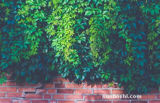 紅藤的功效與作用-中藥紅藤-草紅藤-紅藤泡酒