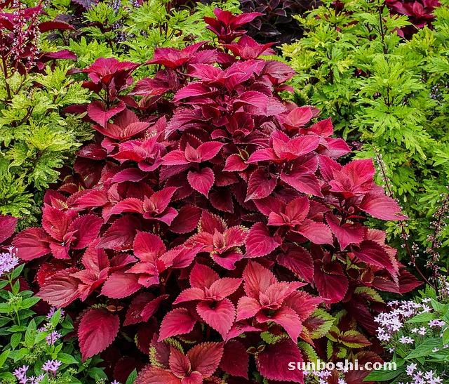 香椿的功效與作用-香椿芽-香椿葉-香椿子