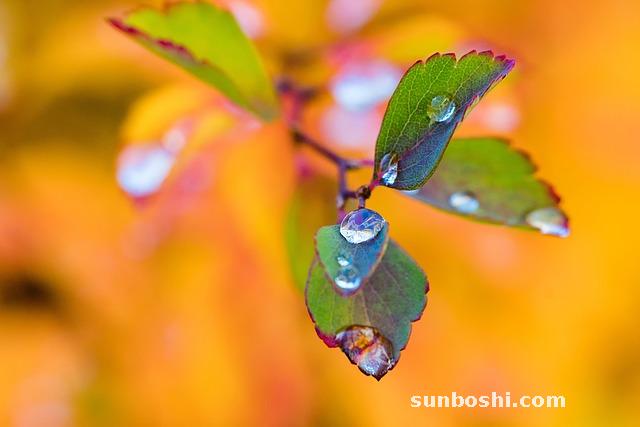大青葉的作用與功效-大青葉片-中藥大青葉-蓼大青葉