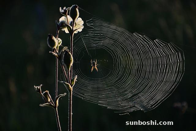 夢見倒車-夢見自己倒車-夢見車倒車