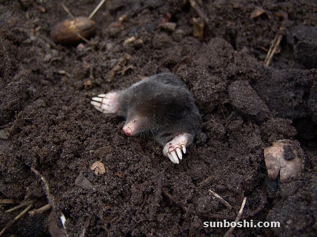 夢境解析夢見痣-點痣-臉上長痣-長痣-臉上的痣-黑痣-很多痣