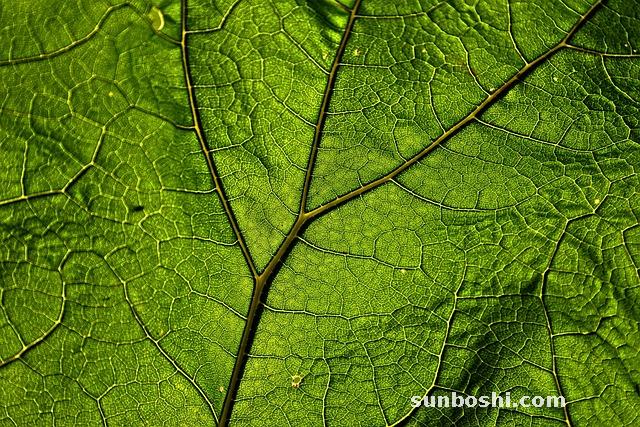 款冬花的功效與作用-蜜款冬花-中藥款冬花-生款冬花