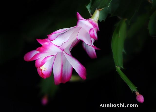 菱角的功效與作用-菱角殼-菱角菜-菱角粉