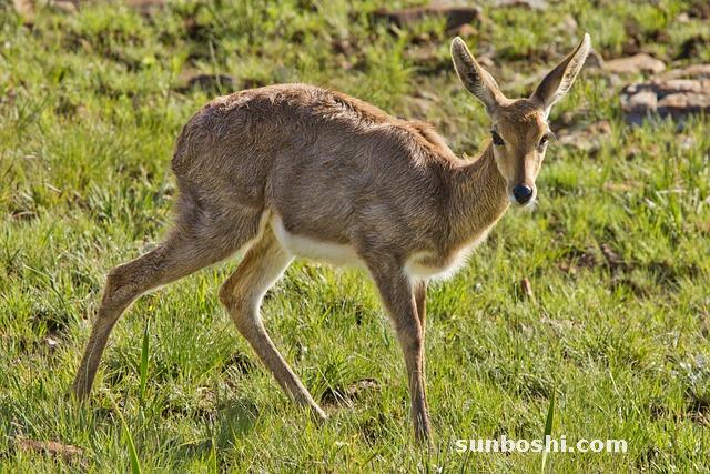 干菱角殼的功效與作用
