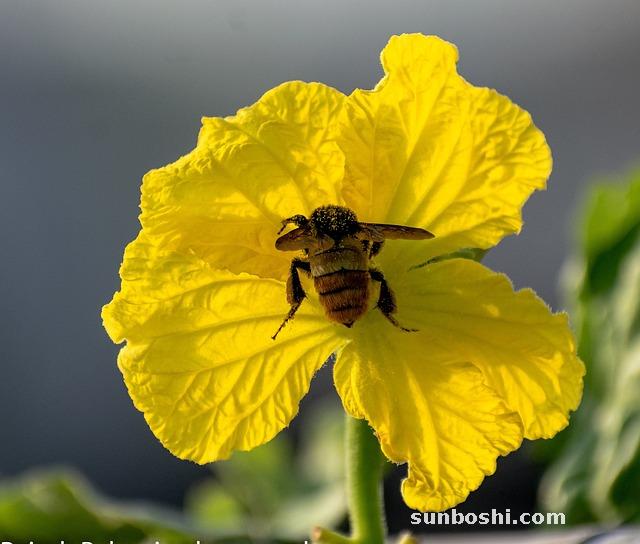 絲瓜花的功效與作用及禁忌-絲瓜花椒的功效與作用-絲瓜花甲的作用與功效
