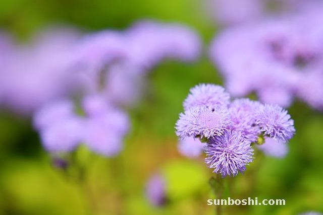 洋姜有什么功效與作用-腌制洋姜-醋泡洋姜-洋姜葉子