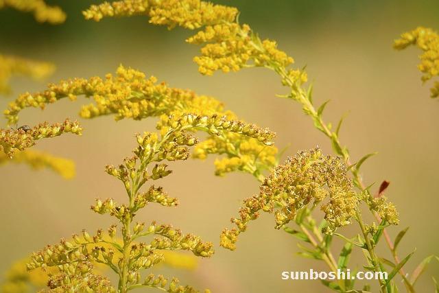 七葉一枝花的功效與作用-中藥七葉一枝花-七葉一枝花泡酒-中草藥七葉一枝花-七葉一枝花用量