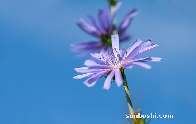 菊苣的功效與作用-菊苣根-菊苣茶-菊苣粉-菊苣梔子茶