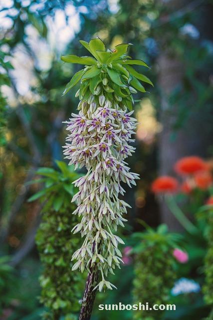 杜仲泡腳的功效與作用