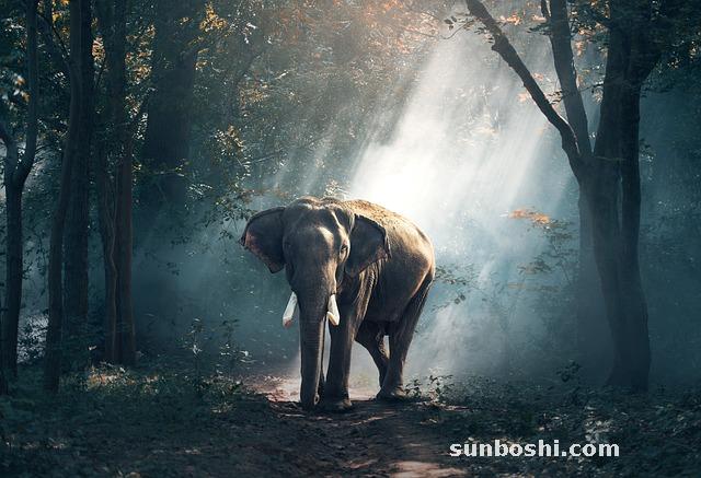 泰國蛇藥膏功效與作用