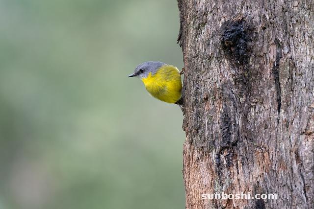 玄參的功效與作用-玄參麥冬-中藥玄參-玄參中藥