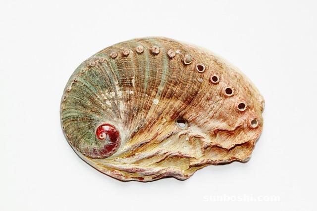 鮑魚的功效與作用及營養-吃鮑魚-鮑魚殼