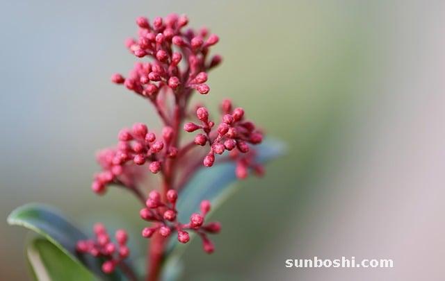 粳米的功效與作用-粳米粥-紅粳米-粳米食用方法-糯米粳米粥