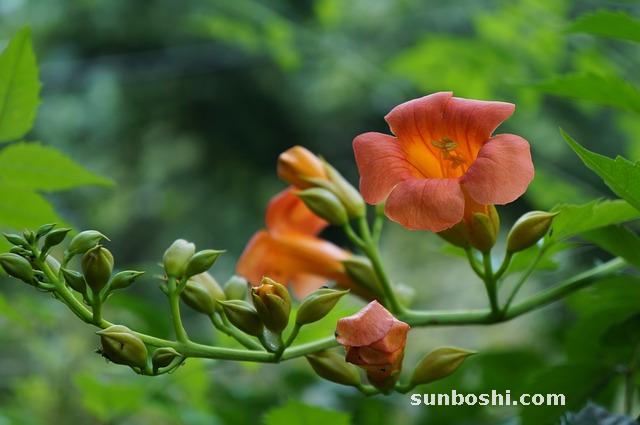 凌霄花的功效與作用-凌霄花根-中藥凌霄花-凌霄花藤莖-凌霄花精油