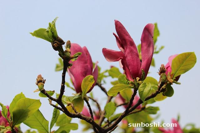 辛夷花的功效與作用-辛夷花食用方法-辛夷花茶-辛夷花瓣
