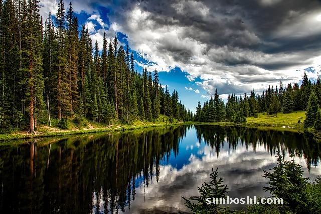 干艾葉的功效與作用及禁忌-干艾葉水的功效與作用-干艾葉泡腳的功效與作用