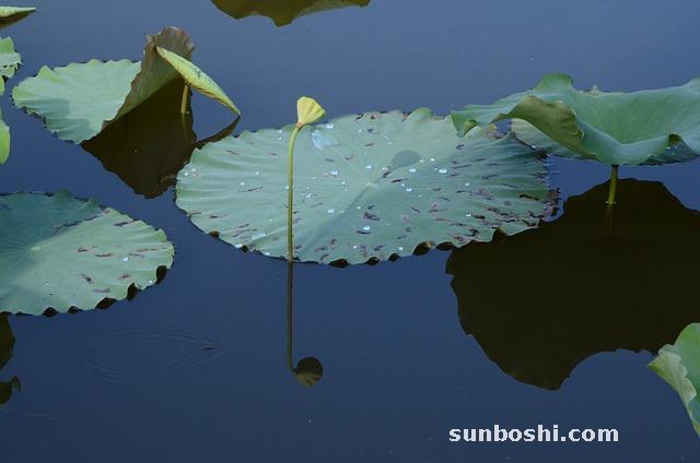 蓮蓬的功效與作用-蓮蓬殼-干蓮蓬-蓮蓬孕婦-藕蓮蓬