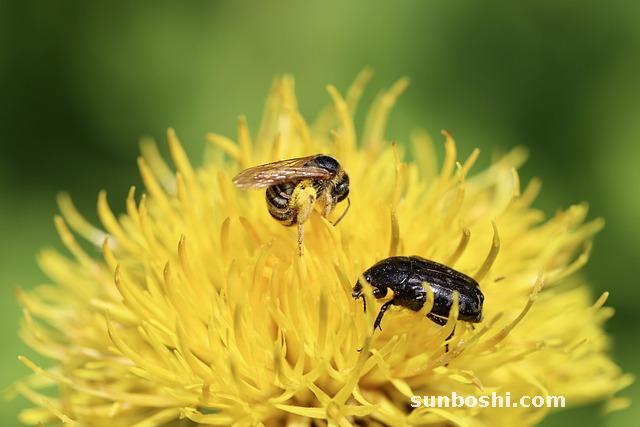 犁頭草的功效與作用-刺犁頭草-紅犁頭草-白花犁頭草